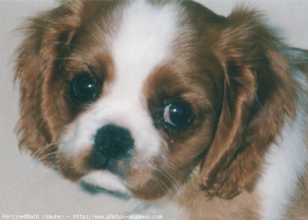 Photo de Cavalier king charles spaniel