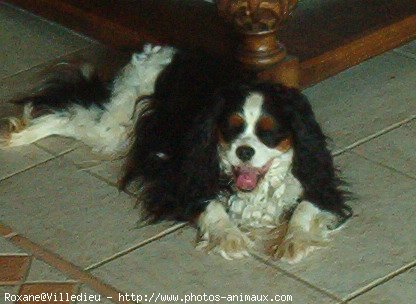 Photo de Cavalier king charles spaniel