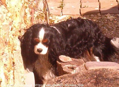 Photo de Cavalier king charles spaniel