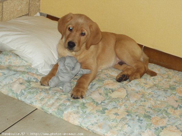 Photo de Labrador retriever