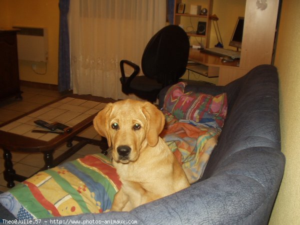 Photo de Labrador retriever