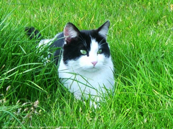 Photo de Chat domestique