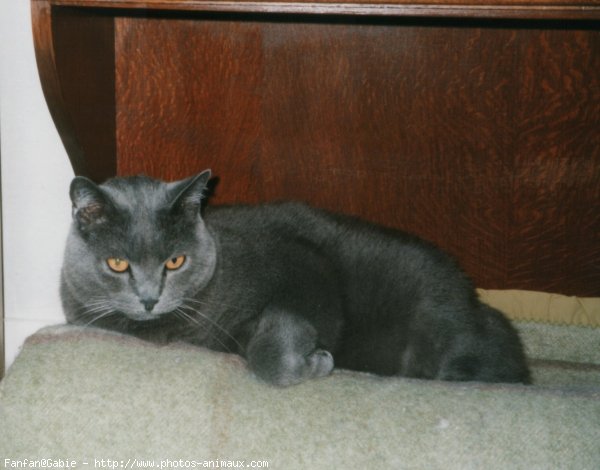 Photo de Chartreux