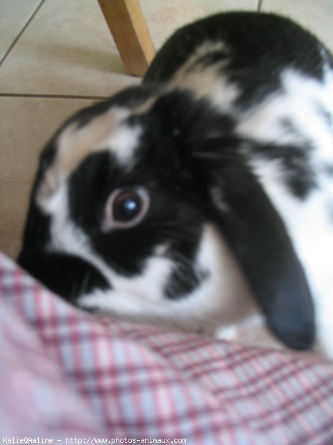 Photo de Lapin