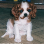 Photo de Cavalier king charles spaniel