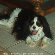 Photo de Cavalier king charles spaniel