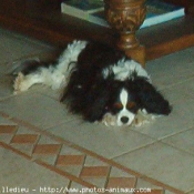 Photo de Cavalier king charles spaniel