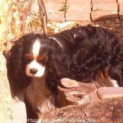 Photo de Cavalier king charles spaniel