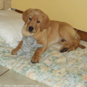 Photo de Labrador retriever