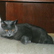 Photo de Chartreux