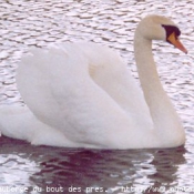 Photo de Cygne