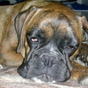 Photo de Boxer