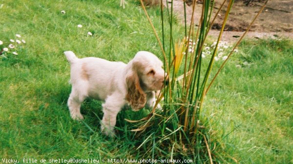 Photo de Cocker anglais