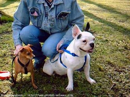 Photo de Bouledogue franais