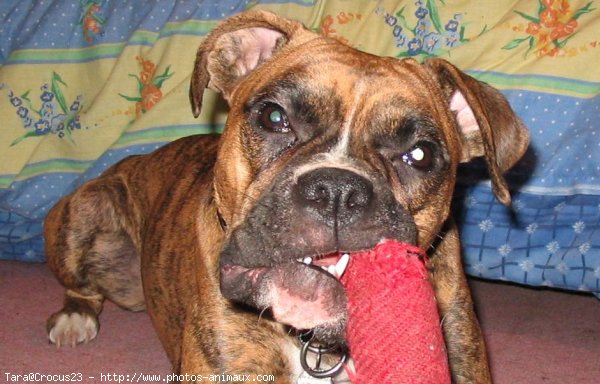 Photo de Boxer