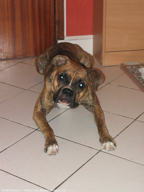 Photo de Boxer