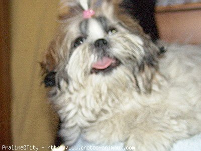 Photo de Shih tzu