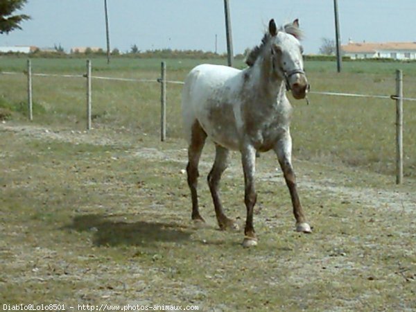 Photo d'Appaloosa