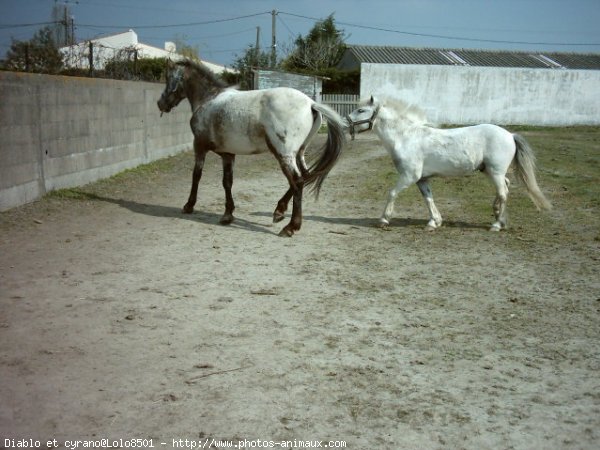 Photo de Races diffrentes