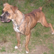 Photo de Boxer