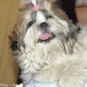 Photo de Shih tzu