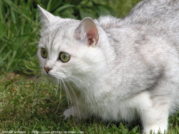 Photo de British shorthair