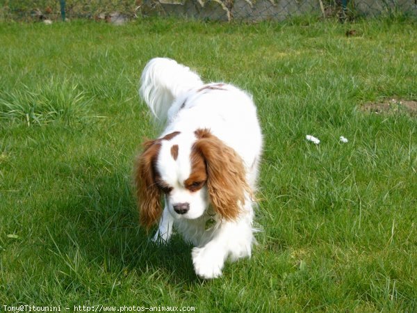 Photo de Cavalier king charles spaniel