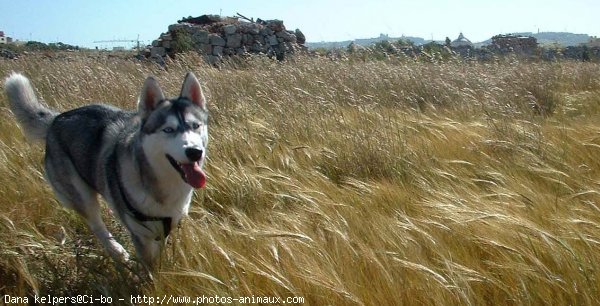 Photo de Husky siberien