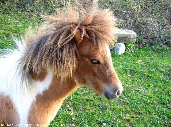 Photo de Races diffrentes