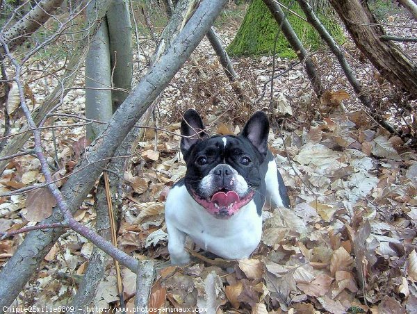 Photo de Bouledogue franais