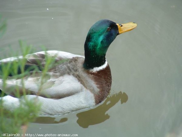 Photo de Canard