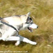 Photo de Husky siberien