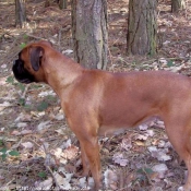 Photo de Boxer