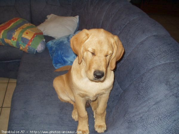 Photo de Labrador retriever