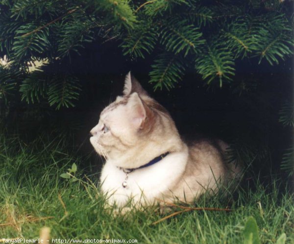 Photo de British shorthair