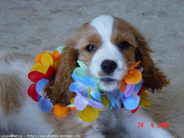 Photo de Cavalier king charles spaniel