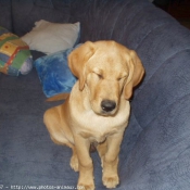 Photo de Labrador retriever