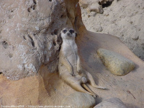 Photo de Suricate