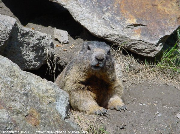 Photo de Marmotte