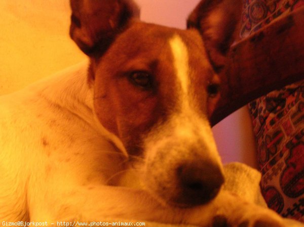 Photo de Fox terrier  poil dur