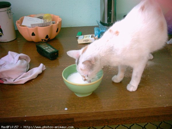 Photo de Chat domestique