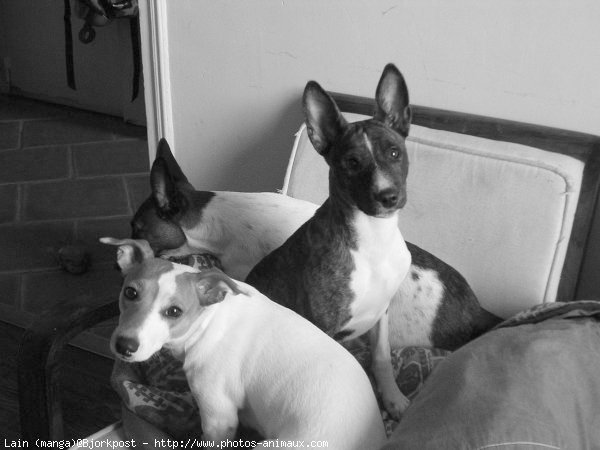 Photo de Basenji