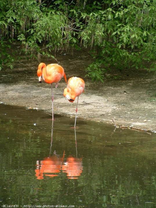 Photo de Flamand rose