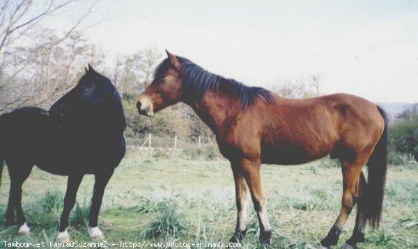 Photo de Races diffrentes