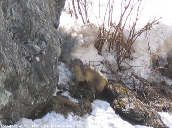 Photo de Marmotte