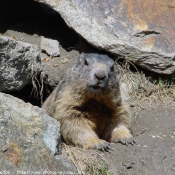 Photo de Marmotte