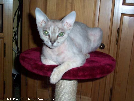 Photo de Devon rex