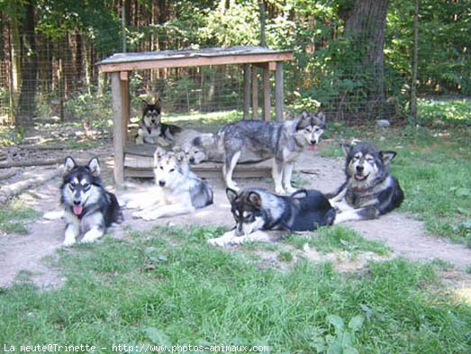 Photo de Malamute de l'alaska