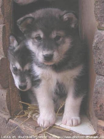 Photo de Malamute de l'alaska