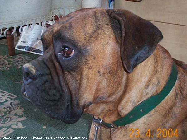 Photo de Boxer